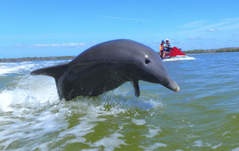 jet ski riders watching a dolphin jump