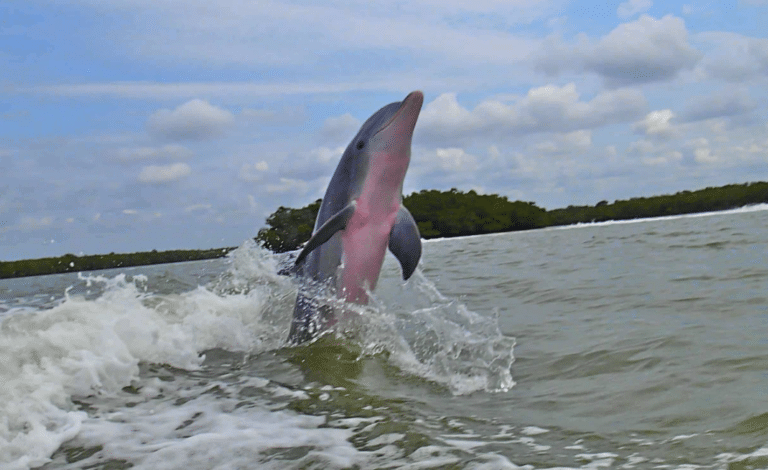 dolphin jumping in water