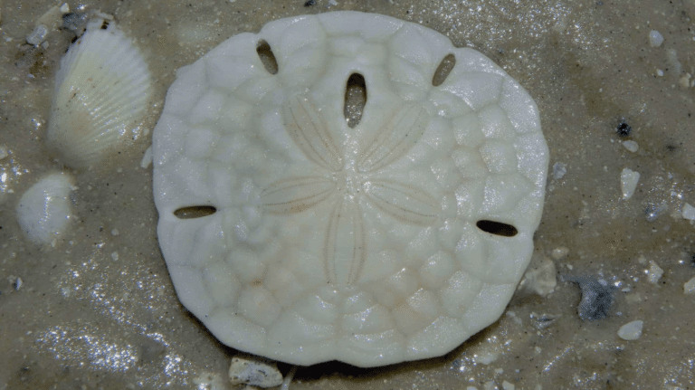 sand dollar