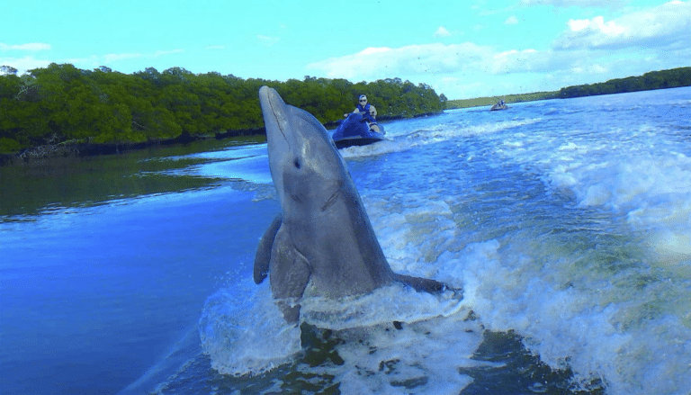 jet ski tour riders watching a dolphin