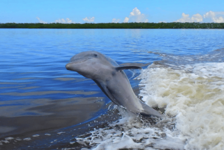 dolphin jumping