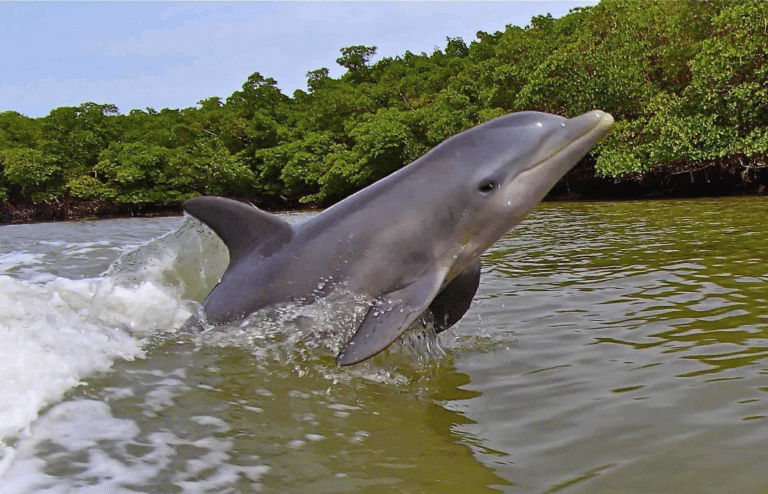 dolphin in water by Marco Island