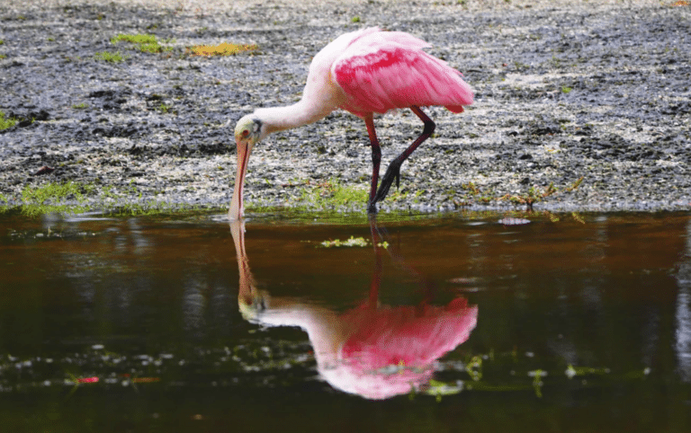 flamingo