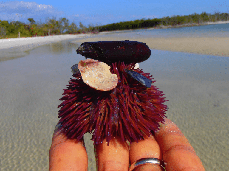 Florida marine life