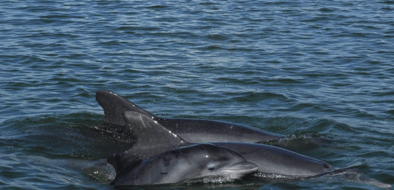 three dolphins swimming