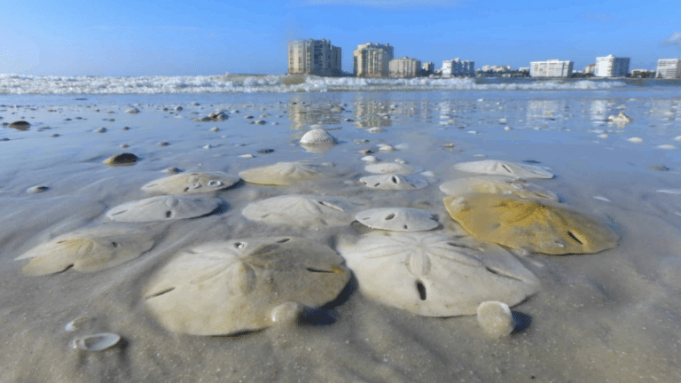 sand dollars on the beach in Marco Island