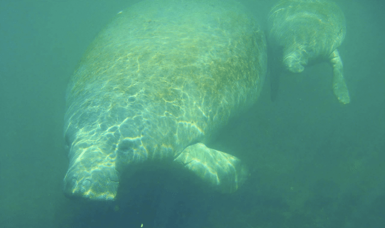 manatees