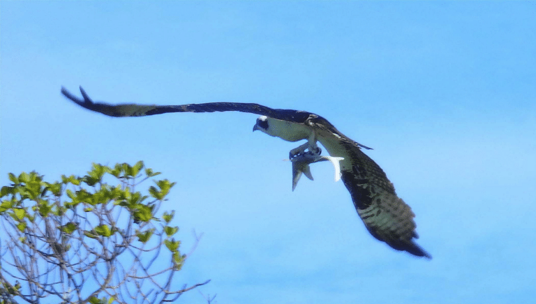 Large bird flying away with a fish