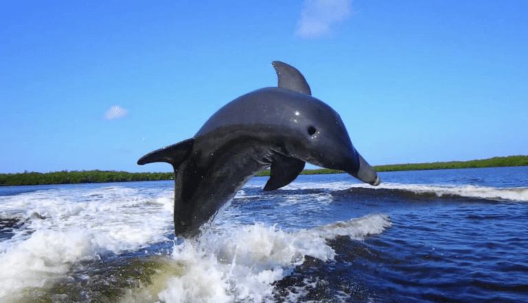 Dolphin jumping in the water