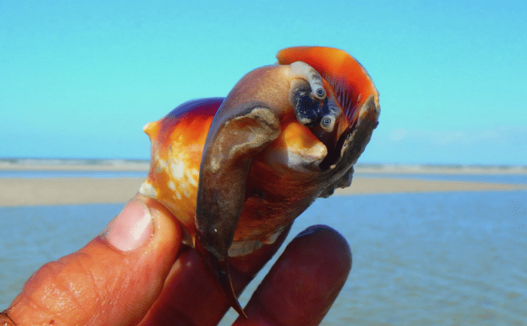 Florida marine animals