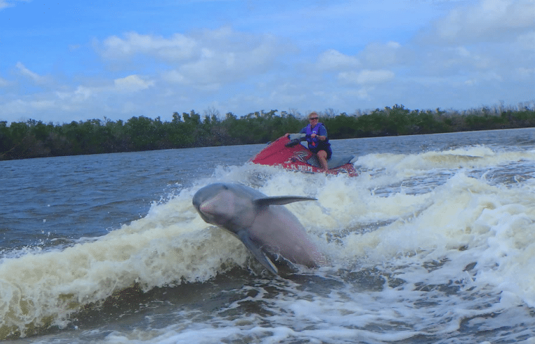 Dolphin jumping in front of person on a jet ski