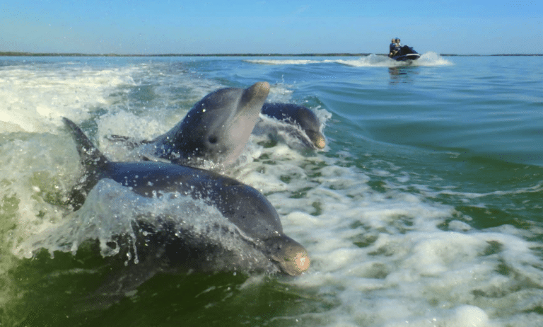 Jet ski riders watching 3 dolphins play in the water