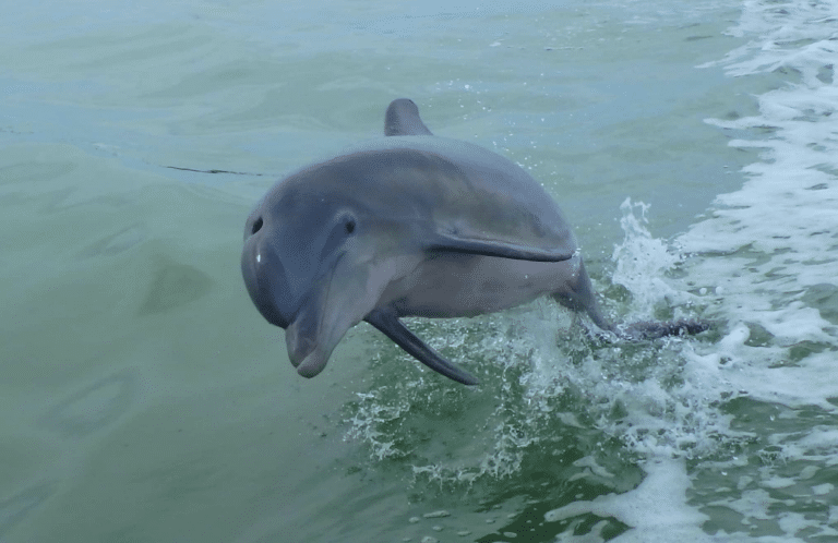 Dolphin jumping out the water